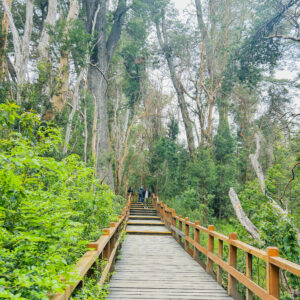 Explorá Isla Victoria y el Bosque de Arrayanes al mejor precio- con Traslado