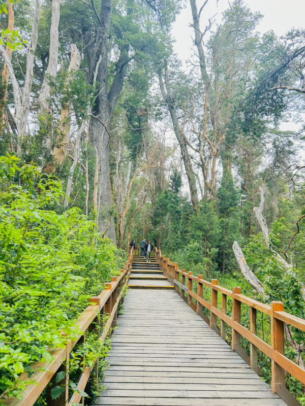 Naturaleza Patagónica al Mejor Valor: Isla Victoria y Bosque de Arrayanes - Image 3